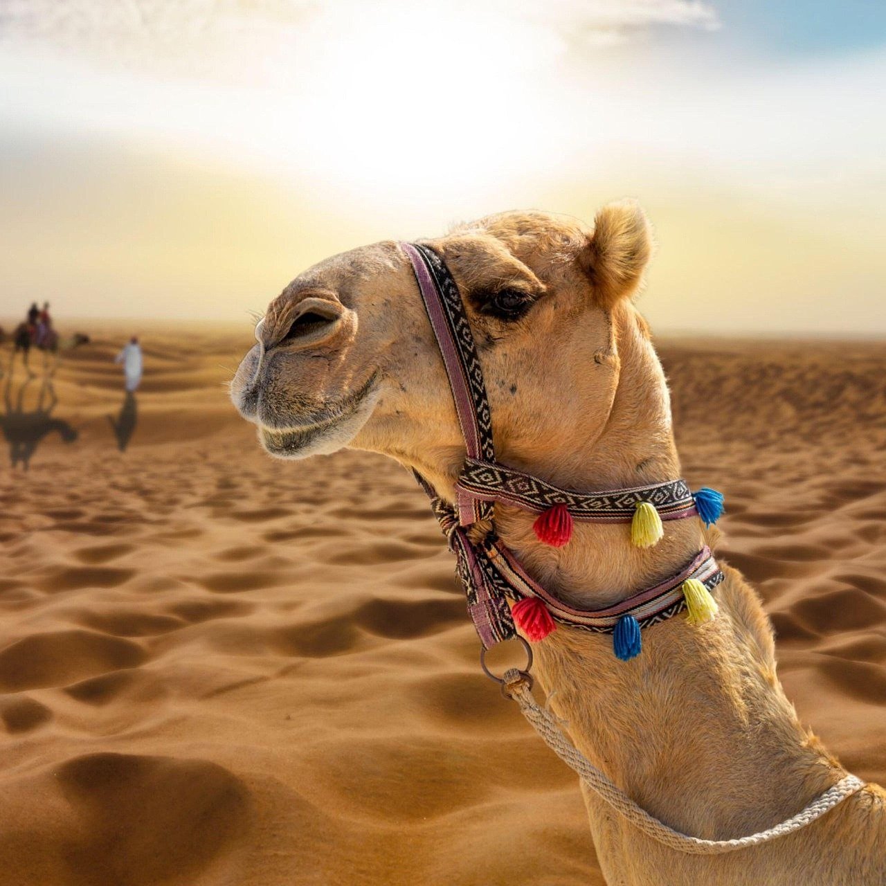 Close-up of a camel wearing colorful harness in a sunlit desert with sand dunes and distant riders