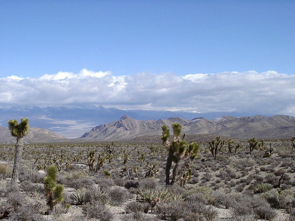 Desert landscape with Joshua trees and mountains Desert landscape with Joshua trees, shrubs, and distant mountains under a blue sky with scattered clouds