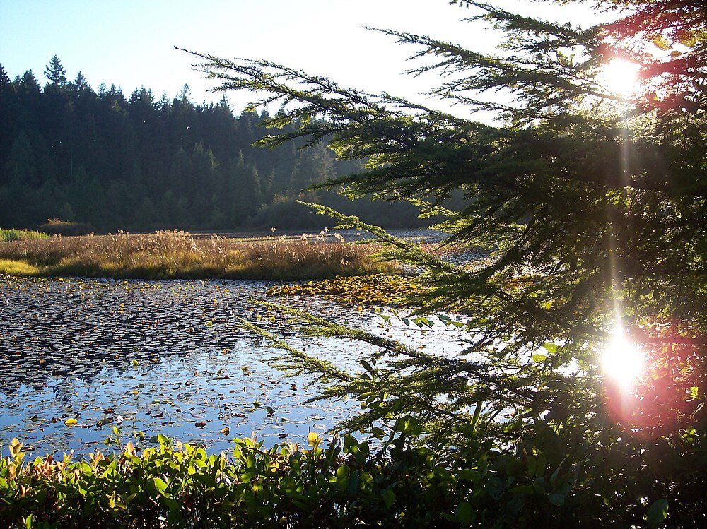 Forest lake with lily pads and sunlight Scenic view of a forest lake with lily pads, surrounded by trees and illuminated by bright sunlight