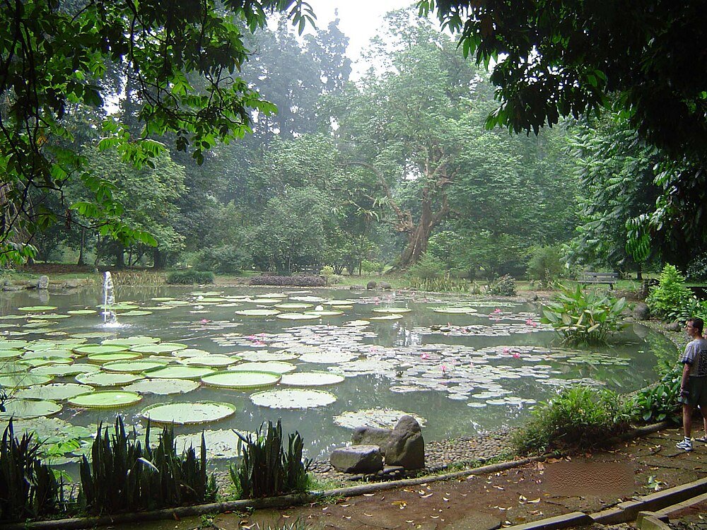 Serene pond with large lily pads and pink flowers surrounded by lush green trees and a person standing on the path