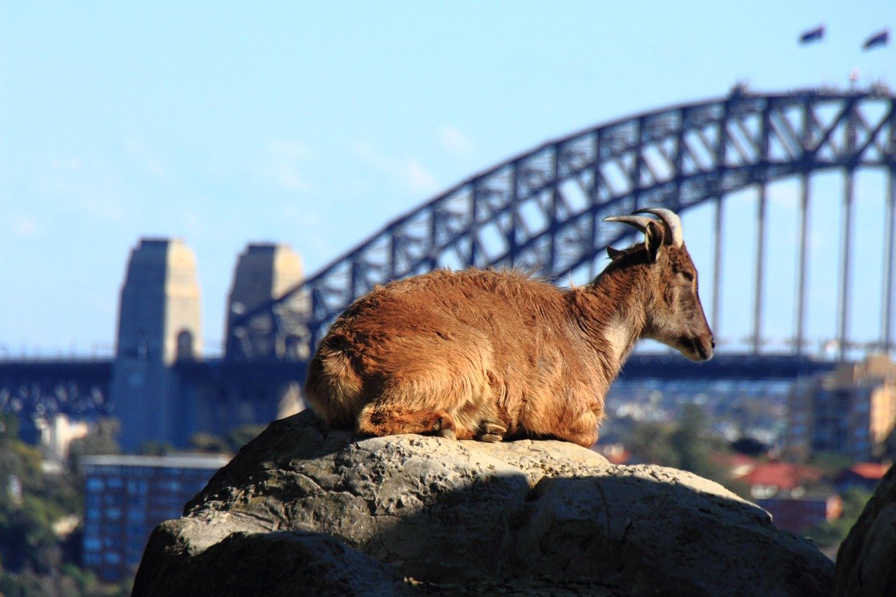 Brown mountain goat resting on a rock with Sydney Harbour Bridge in the background on a clear day