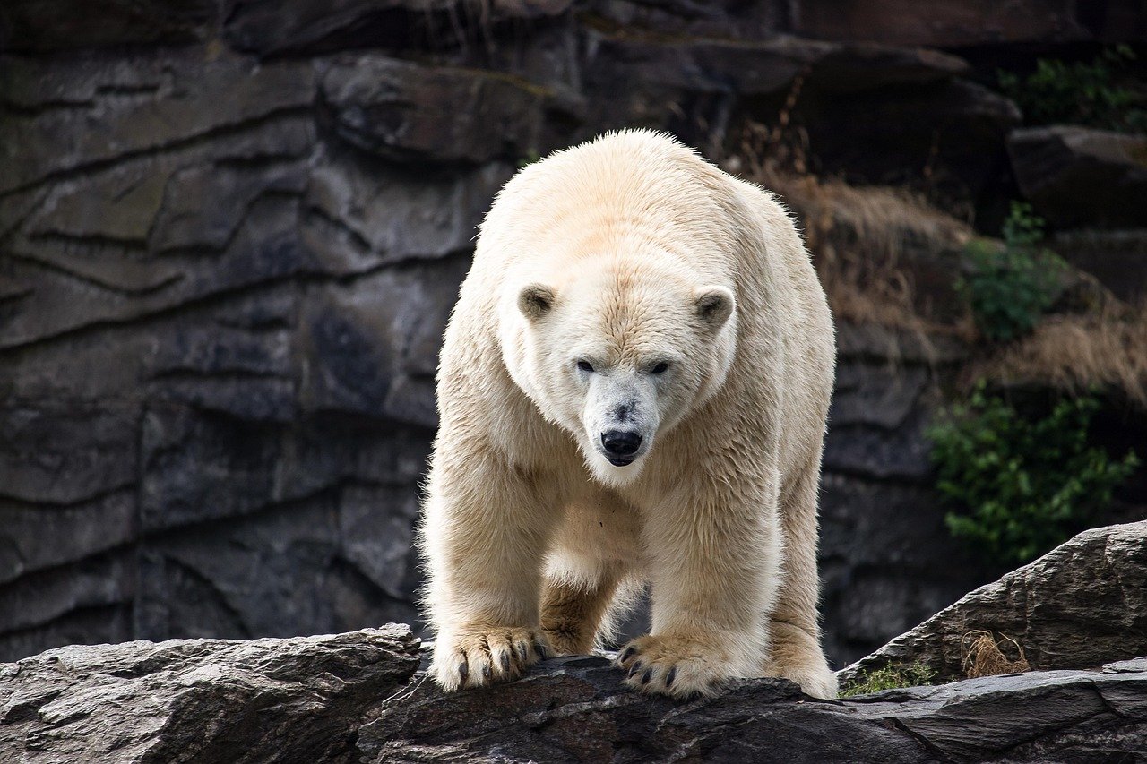 Large polar bear standing on rocky terrain with a dark rocky background, showcasing its thick white fur and powerful build