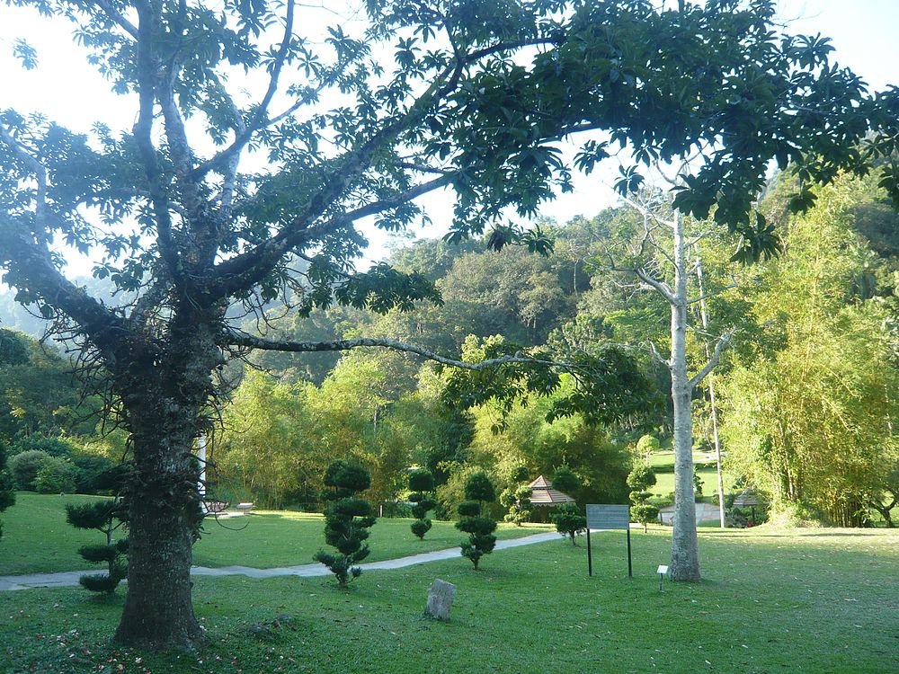 Scenic green park with large trees, manicured bushes, and a winding pathway surrounded by dense forest
