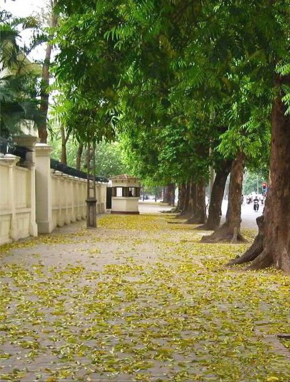 Tree-lined sidewalk with yellow fallen leaves Tree-lined sidewalk covered with yellow fallen leaves beside a white wall in a peaceful urban setting