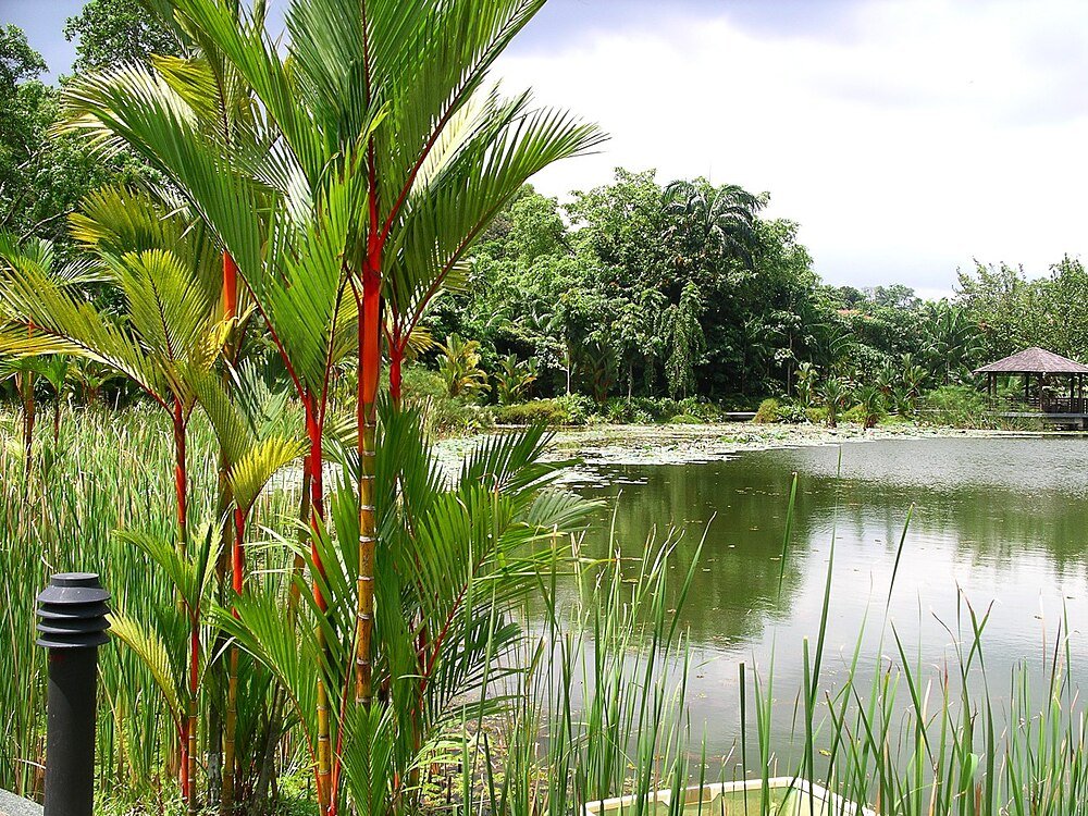 Tropical garden pond with palm trees and gazebo Tropical garden with red-stemmed palm trees and lush greenery surrounding a calm pond with lily pads and a wooden gazebo