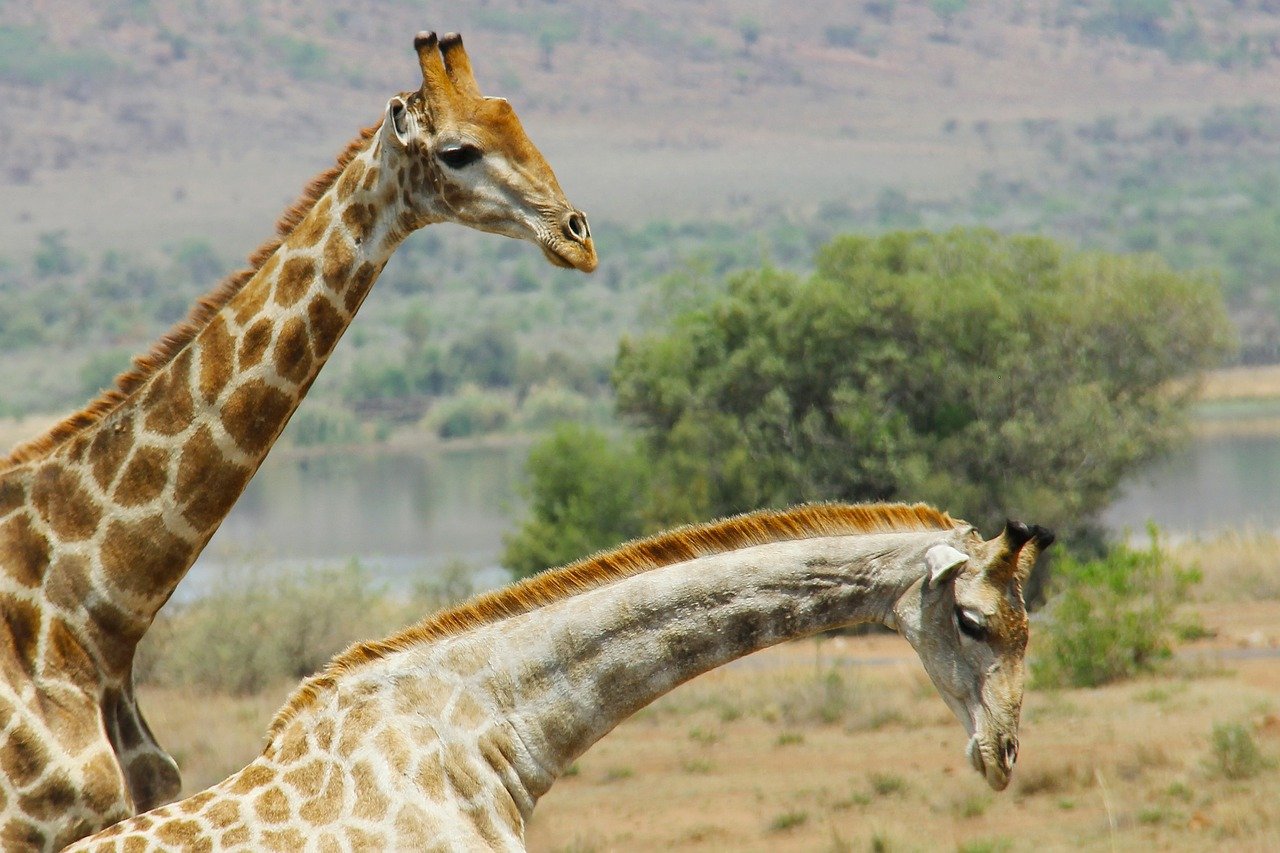 Two giraffes with long necks in a natural savannah habitat with trees and a water body in the background
