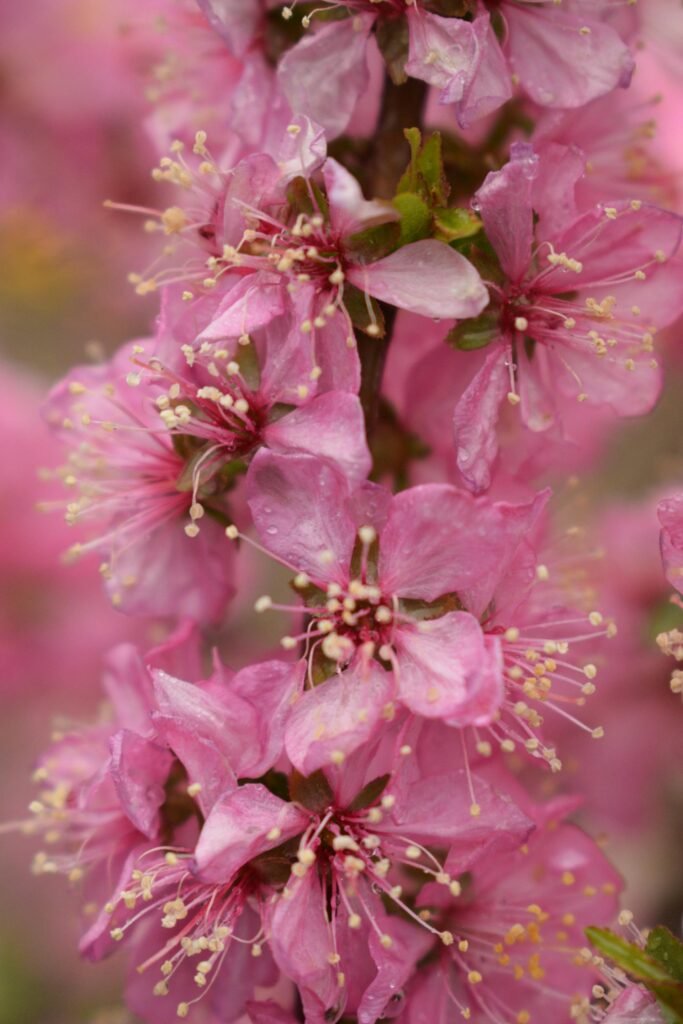 Vibrant pink cherry blossom petals in Chiba — the iconic Japanese springtime spectacle that draws hanami picnickers to Inohana Park, Sakuragaoka, and the broader Chiba Prefecture parks each early April
