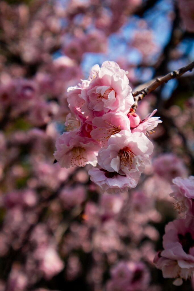 Close-up of delicate pink cherry blossoms in full bloom in Osaka during spring
