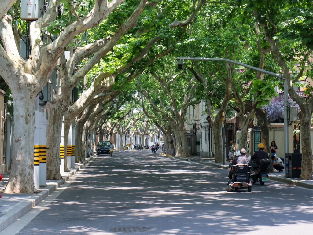 Tranquil tree-lined street in Shanghai's historic French Concession showcasing lush greenery and plane trees